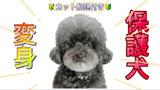 【トライアル前日】大変身で保護犬卒業します！カット解説付き