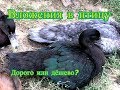 Мускусные утки - из чего складывается цена на птицу