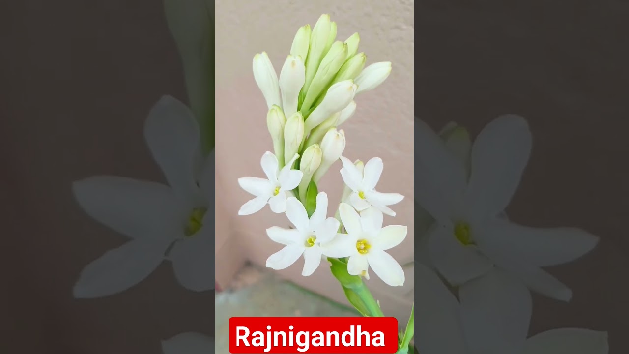 Rajnigandha Flower Plant Rose