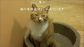 ゆっくり瞬きする野良猫 Youtube