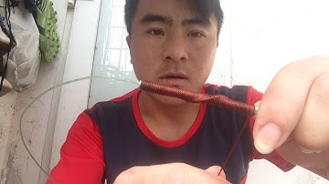 Qhia ua hlua cuab qaib qus