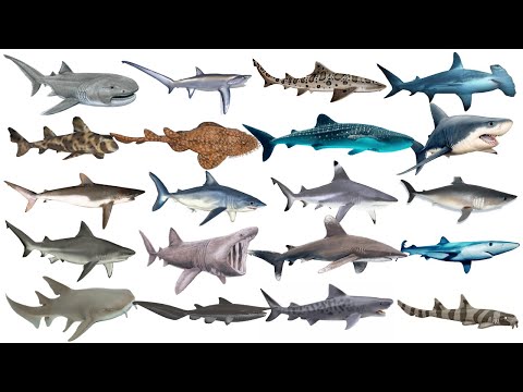 Learn Shark Species in English!  Learn Shark Names in English! Types of Sharks for Kids! Shark List🦈
