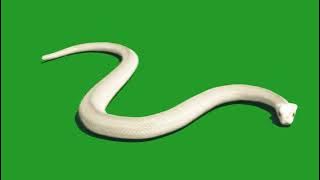 White Snake on Green Screen   Green Screen Snake