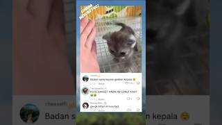 Papa Mau Tiga trendingshorts short fyp