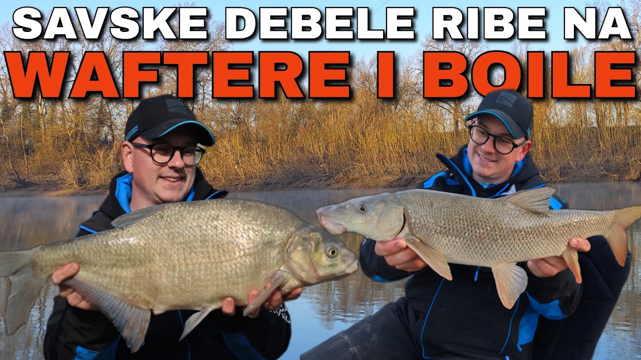 PECANJE SAVSKIH DEBELIH RIBA NA WAFTERE I BOILE- upecao sam rekordnu DEVERIKU!