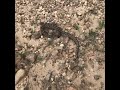 Western Diamondback Rattler In Motion