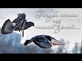 Виталий Гусев - Голуби летят над нашей зоной