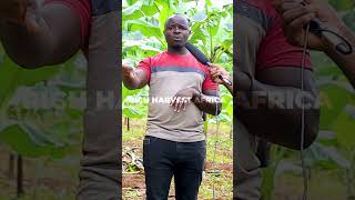 Why Cow Manure is not good in banana gardens #shortsfeed #agriculture #richharvestafrica #shorts
