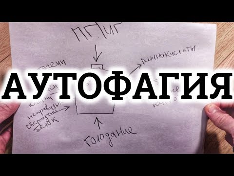 ГОЛОДАНИЕ И АУТОФАГИЯ | ПЕРИОДИЧЕСКОЕ ГОЛОДАНИЕ
