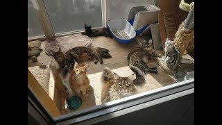 ГОВОРЯЩИЕ КОТЫ И КОШКИ МЕЙН КУН 😻 ВЕСЕЛАЯ ЖИЗНЬ КОШЕК В ПИТОМНИКЕ BASTET КИЕВ / MAIN COON CATS ГОВОРЯЩИЕ КОТЫ И КОШКИ МЕЙН КУН 😻 ВЕСЕЛАЯ ЖИЗНЬ КОШЕК В ПИТОМНИКЕ BASTET КИЕВ / MAIN COON CATS