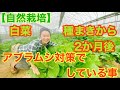 【自然栽培】プランター白菜の様子とハウス白菜の管理方法