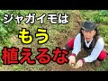 【失敗した方へ】ジャガイモ栽培が今後極めて難しくなります。 【園芸超人カーメン君】【土づくり】