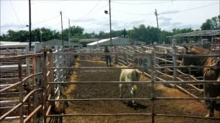 THE ELDORADO SALE BARN