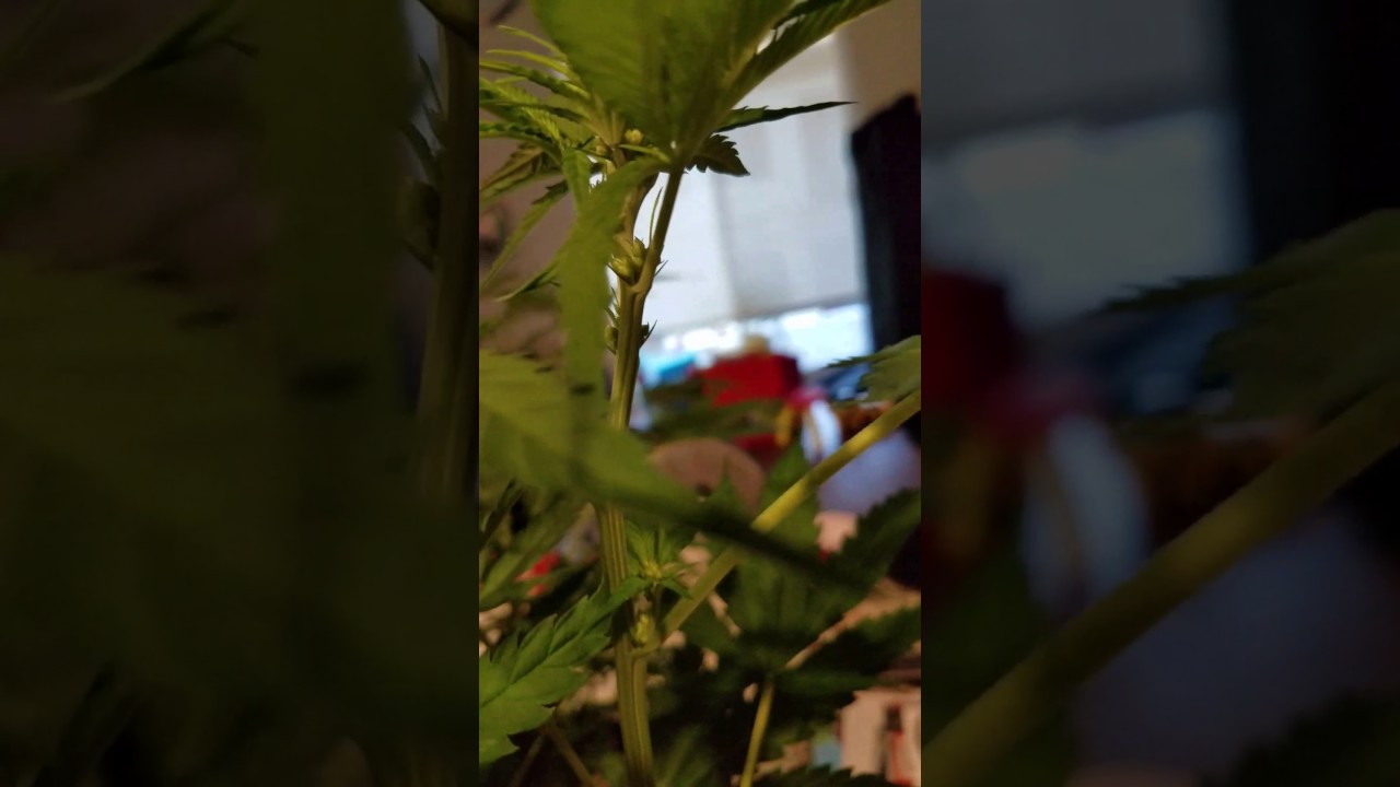 What Male cannabis plants look like