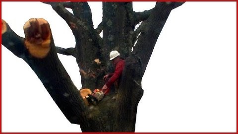 Removing a Large Tree Branch Over a House - DIY Version