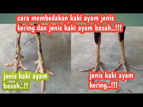 Cara Membedakan Kaki Ayam Kering Dan Basah