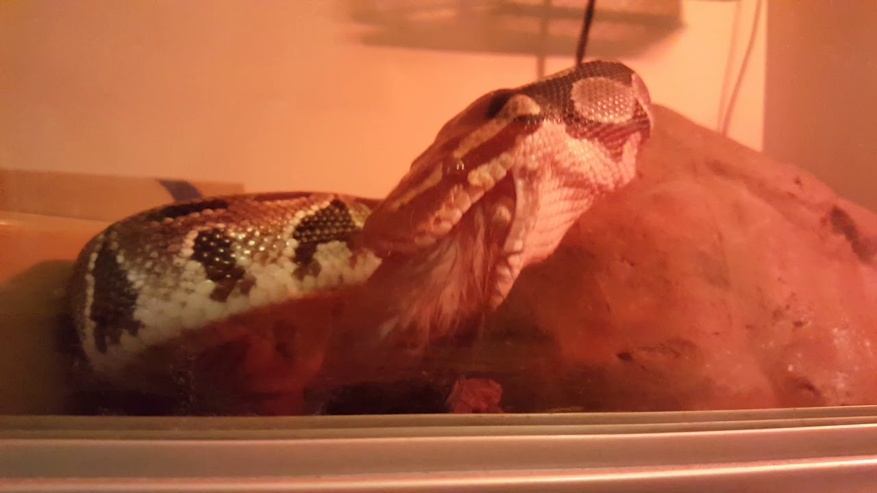 Royal Python close up eating..........good final swallow 07-05-19 - YouTube