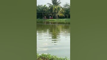 #Shorts Báo cá tra, chim năm 2024 clip 56 - Hồ Câu Vườn Dừa ấp Ngã Tư, xã Nhuận Đức, Củ Chi, HCM