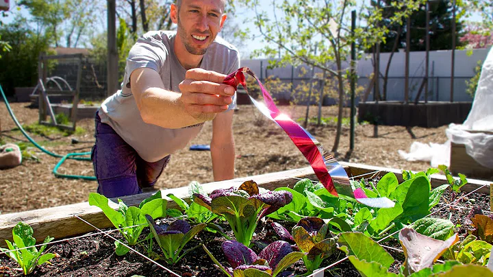 3 Clever Methods for a Pest Free Garden