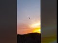 Hummingbird Dancing Into the Sunset #wildlife #natural #shorts