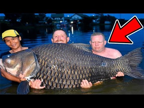 Video: Care Este Cel Mai Mare Pește De Apă Dulce