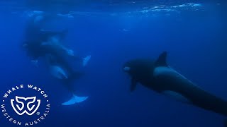 Orcas Feeding in the Bremer Canyon