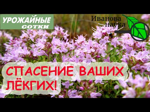 Бейне: Ореганодан гөрі хош иісті тимьян