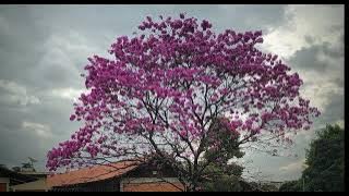 Gilberto Gil - A Paz