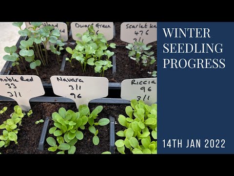 Great seedling progress