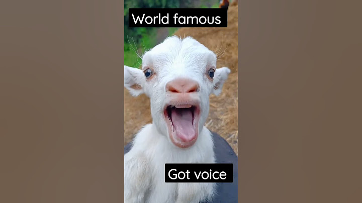 World famous whigt got voice