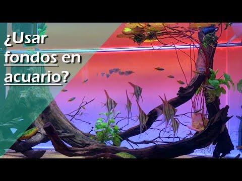 92?.- FONDOS traseros o Laterales para Acuarios (BARATOS / 3D / FÁCILES de Hacer)