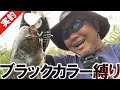 #021【デイナマ】アピールMAX！ブラックカラー縛り！Fishing for Catfish in JAPAN