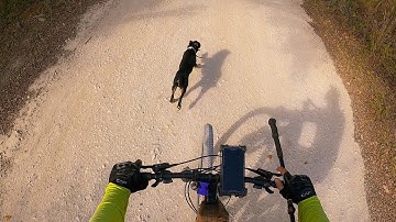 "Tig"Little Lost Dog Chases Amputee Cyclist Aaron Smith of Gainesville for miles near Callisburg TX