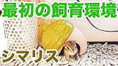 シマリス凶暴化 Youtube