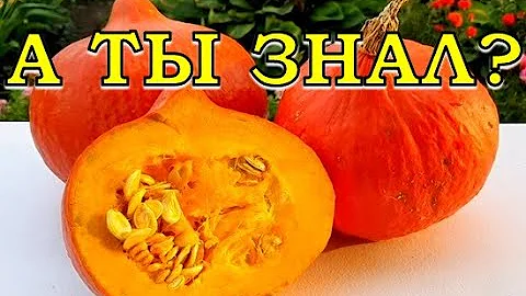 Простые ПРАВИЛА  хорошего урожая ТЫКВЫ👍👍👍