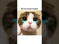 Lilu Maat Rove Fypシ Viral Trendingshorts Funny Catmemes Catvideos Comedyshorts Funnymemes Lilu Maat Rove Fypシ Viral Trendingshorts Funny Catmemes Catvideos Comedyshorts Funnymemes