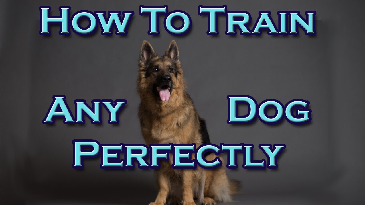 positive words How To Train Any Dog Perfectly!