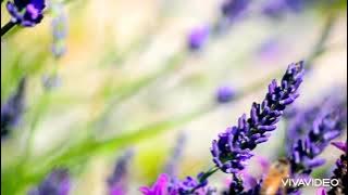 Flowers can dance!! | Amazing nature | Relax mind | Healing | Calm mind