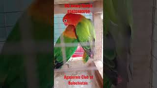 Green Opaline, Rahim Ali Dhillon Bloodline, Hq Aviary Quetta, Agapornis Club Of Balochistan, Resimi