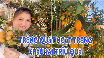 🇦🇺 241 Trồng Quất Ngọt sai trĩu quả trong chậu rất dễ như thế này - Cuộc sống Úc