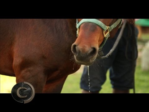 Porque meu cavalo tá mastigando corda? O que eu faço? 