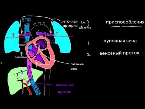 Кровообращение плода непосредственно перед рождением