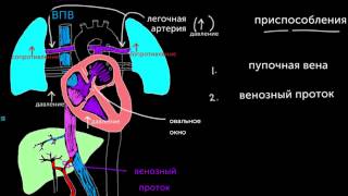 Кровообращение плода непосредственно перед рождением