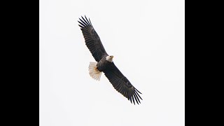Little Pine Valley Eagles Video - Trust in “Him!”
