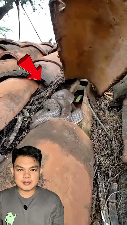 Genteng rumah orang ini bers4rang seekor ular