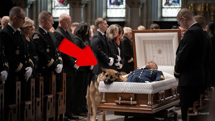 At the funeral, a K9 dog jumped onto the veteran's body—what happened next left everyone in tears… - YouTube
