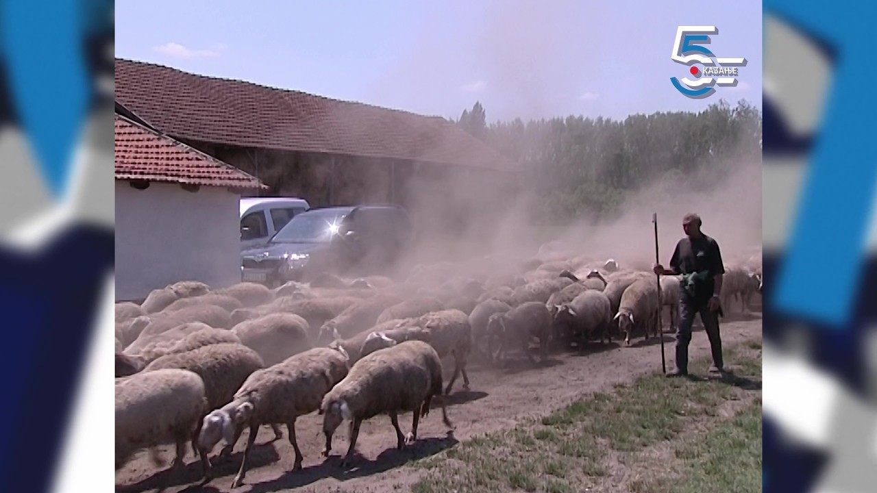 Salašari sa severa Bačke, kako izgleda bunjevački salaš - ostali da žive i na dedovini