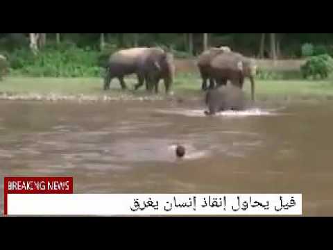شاهد بالفيديو فيل صغير يسرع لإنقاذ رجل يغرق في النهر