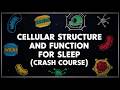 Anatomy And Physiology For Sleep: Cellular Structure and Function To Fall Asleep To
