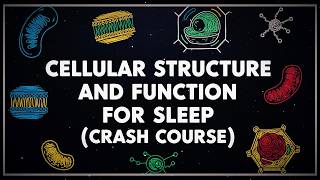 Anatomy And Physiology For Sleep: Cellular Structure and Function To Fall Asleep To
